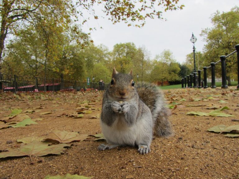 grey squirrel, park, london-111071.jpg