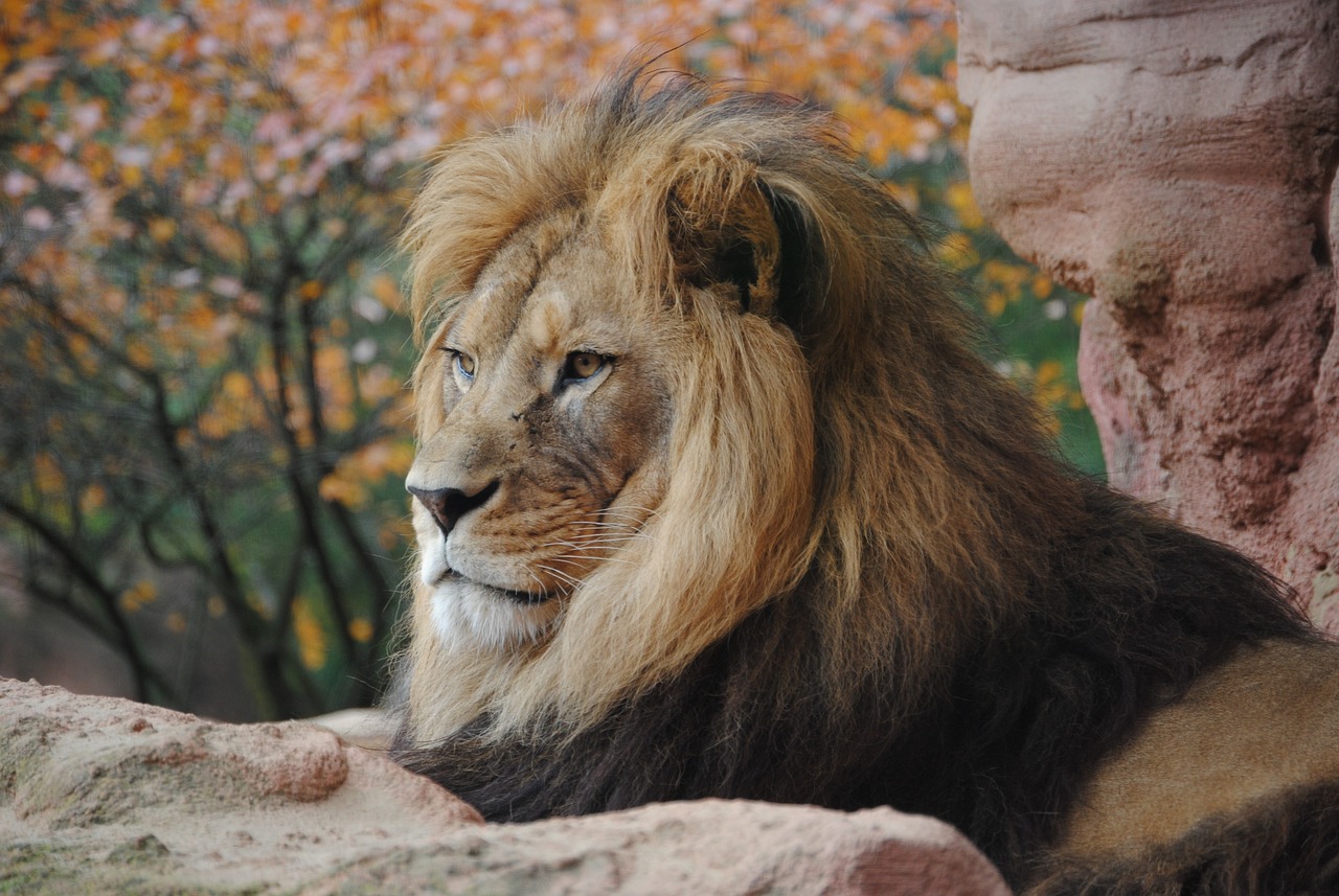 lion, r, wild animal-193644.jpg