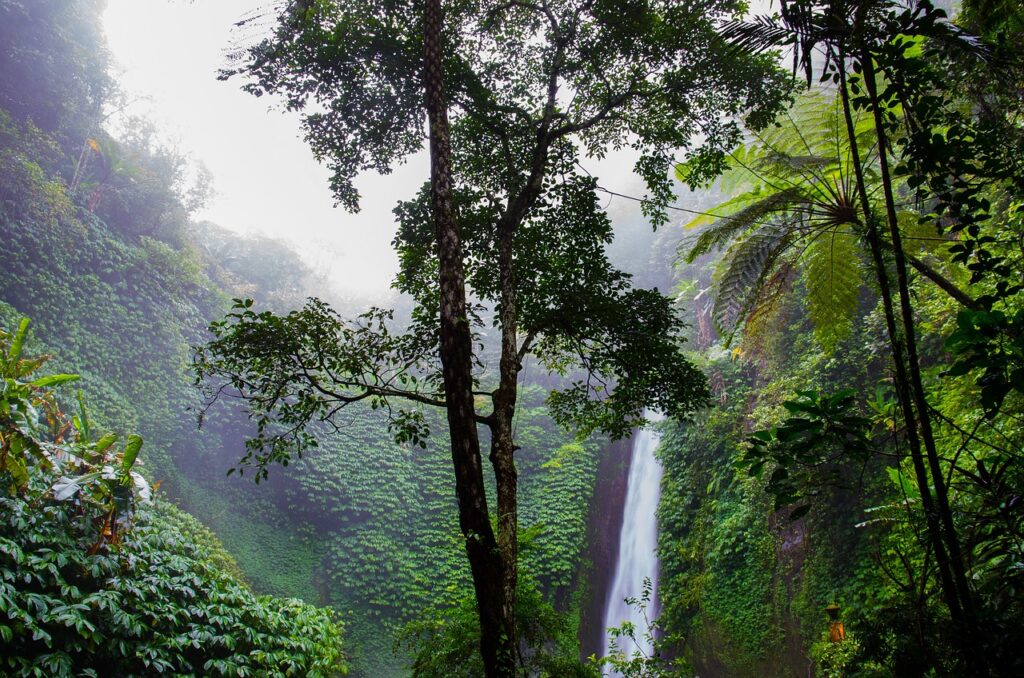waterfall, rainforest, forest-384663.jpg