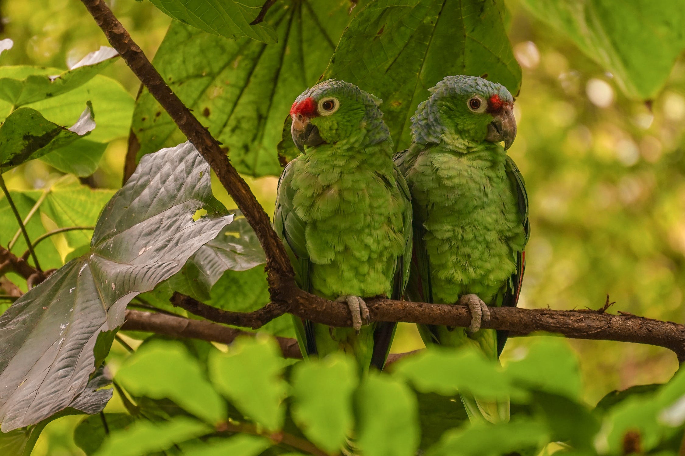 Green parrots, Colombia