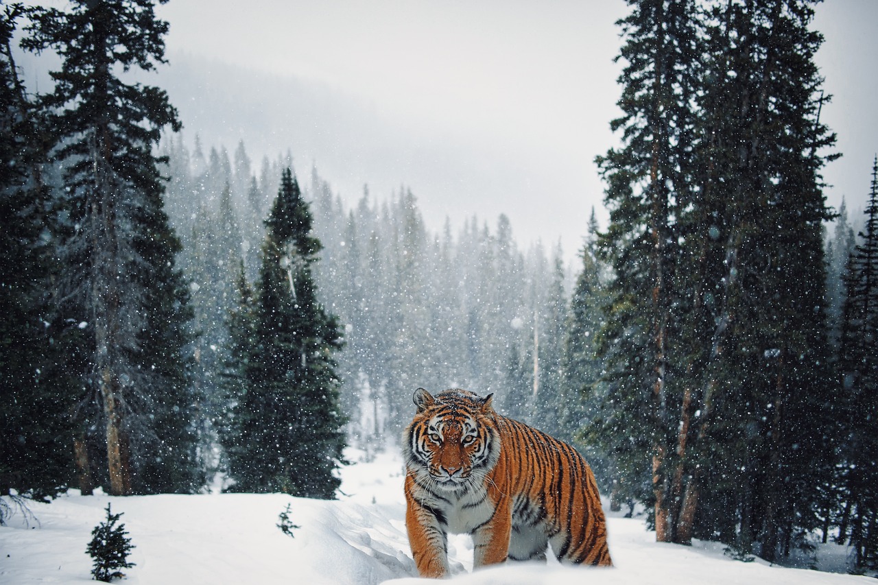 tiger, snow, forest-6175826.jpg